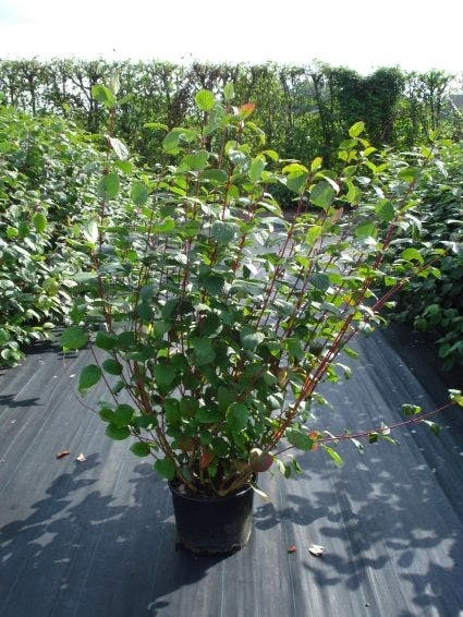 Kornoelje (Cornus Alba 'Sibirica') 3 Kornoelje (Cornus Alba 'Sibirica') - Afbeelding 3