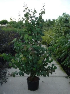 Katsoera Als Struik (Cercidiphyllum Japonicum) -Planten Verkoopwinkel 20120218104650 35 7