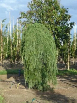 Treurceder (Cedrus Deodara 'Pendula') -Planten Verkoopwinkel 20120218104745 13 1