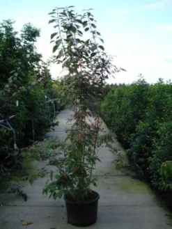 Schoonvrucht (Callicarpa Bodinieri 'Profusion') -Planten Verkoopwinkel 20120218105422 30 6