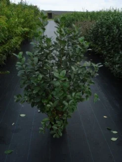 Appelbes (Aronia Melanocarpa) -Planten Verkoopwinkel 20120218111019 20 4