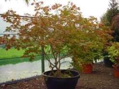 Japanse Esdoorn (Acer Japonicum 'Aconitifolium') -Planten Verkoopwinkel 20120219161625 10 1