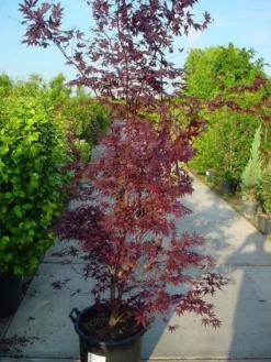 Japanse Esdoorn (Acer Palmatum 'Atropurpureum') -Planten Verkoopwinkel 20120219161852 9 1