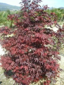 Japanse Esdoorn (Acer Palmatum 'Fireglow') -Planten Verkoopwinkel 20120220091027 11