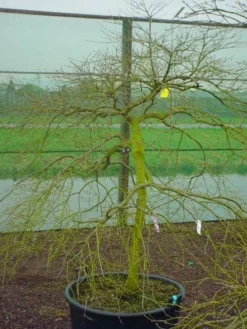 Japanse Esdoorn (Acer Palmatum 'Ornatum') -Planten Verkoopwinkel 20120220092604 11 1