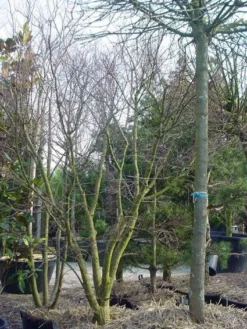 Japanse Esdoorn (Acer Palmatum) -Planten Verkoopwinkel 20120220093531 11