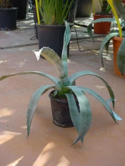 Agave (Agave Americana) -Planten Verkoopwinkel 20120220095542 3