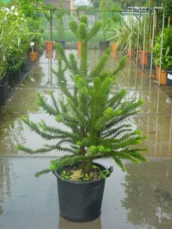 Apeboom (Araucaria Araucana) -Planten Verkoopwinkel 20120220101134 17