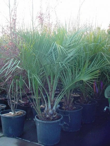 Geleipalm (Butia Capitata) 2 Geleipalm (Butia Capitata) - Afbeelding 2