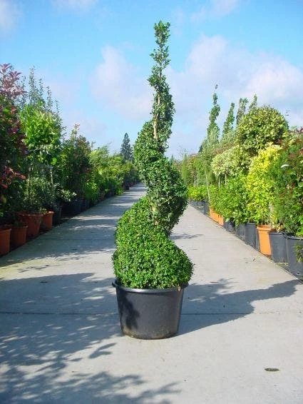 Buxus Als Spiraal (Buxus Sempervirens) 1 Buxus Als Spiraal (Buxus Sempervirens)