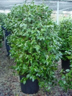 Camelia (Camellia, Rood) -Planten Verkoopwinkel 20120220112609 60 12 1