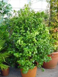 Camelia (Camellia, Wit) -Planten Verkoopwinkel 20120220112651 5 2