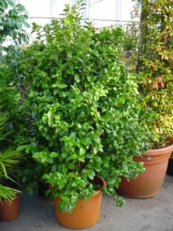 Camelia (Camellia, Rose) -Planten Verkoopwinkel 20120220112744 20 4 2