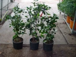 Camelia (Camellia, Rood) -Planten Verkoopwinkel 20120220112914 60 12 2