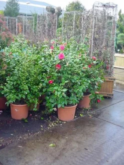 Camelia (Camellia, Rose) -Planten Verkoopwinkel 20120220113125 20 4 1