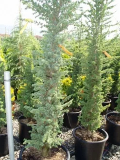 Zuilvormige Ceder (Cedrus Libani 'Fastigiata') -Planten Verkoopwinkel 20120220143513 11 1