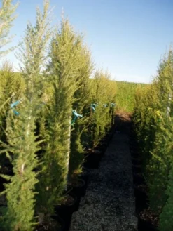 Zuilvormige Ceder (Cedrus Libani 'Fastigiata') -Planten Verkoopwinkel 20120220143559 10