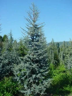 Atlasceder (Cedrus Libani 'Glauca') -Planten Verkoopwinkel 20120220143717 23 1