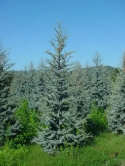 Atlasceder (Cedrus Libani 'Glauca') -Planten Verkoopwinkel 20120220143808 23