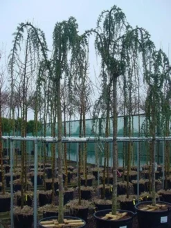 Treurceder Als Boom (Cedrus Libani 'Glauca Pendula') -Planten Verkoopwinkel 20120220143948 9 1