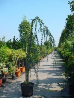 Treurceder Als Boom (Cedrus Libani 'Glauca Pendula') -Planten Verkoopwinkel 20120220144034 9
