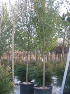 Judasboom (Cercis Siliquastrum) -Planten Verkoopwinkel 20120220144824 10