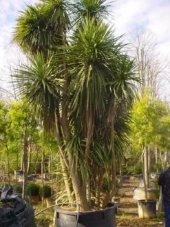 Cordyline (Cordyline Australis) -Planten Verkoopwinkel 20120220150143 8