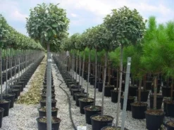 Olijfwilg Als Boom (Elaeagnus Pungens 'Maculata') -Planten Verkoopwinkel 20120220160404 8