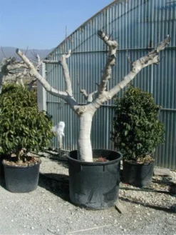 Vijg Als Solitair (Ficus Carica) -Planten Verkoopwinkel 20120220162113 7 1