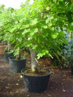 Vijg Als Solitair (Ficus Carica) -Planten Verkoopwinkel 20120220162214 7 1