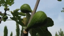 Vijg Op Stam (Ficus Carica) -Planten Verkoopwinkel 20120221133840 8