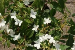 Sneeuwbal (Viburnum Plicatum 'Watanabe') -Planten Verkoopwinkel 20120221135107 8