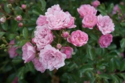 Stamroos (Rosa 'The Fairy') -Planten Verkoopwinkel 20120221151648 1