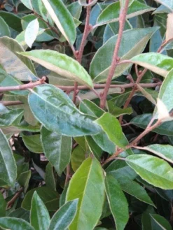 Olijfwilg Als Leiboom (Elaeagnus Ebbingei) -Planten Verkoopwinkel 20120225092954 2