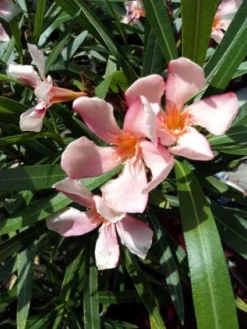 Roze Oleander (Nerium Oleander)