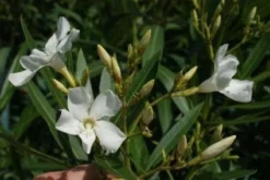 Oleander Als Leivorm (Nerium Oleander) -Planten Verkoopwinkel 20120225093249 1 1