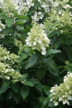 Pluimhortensia (Hydrangea Paniculata 'Unique') -Planten Verkoopwinkel 20120225112804 5 2