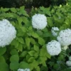 Hortensia (Hydrangea Arborescens 'Grandiflora')