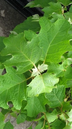 Eikenbladhortensia (Hydrangea Quercifolia) -Planten Verkoopwinkel 20120225121709 6