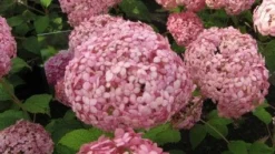 Hortensia (Hydrangea 'Pink Annabelle') -Planten Verkoopwinkel 20120225121833 1