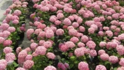 Hortensia (Hydrangea 'Pink Annabelle') -Planten Verkoopwinkel 20120225121900 1 1