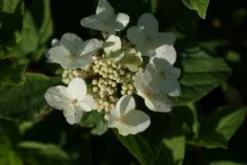 Pluimhortensia (Hydrangea Paniculata 'Dart's Little Dot') -Planten Verkoopwinkel 20120225125718 4