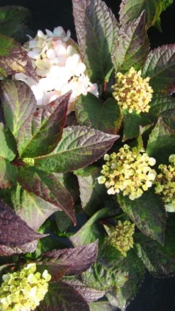 Hortensia (Hydrangea 'Preziosa') -Planten Verkoopwinkel 20120225171730 2 1