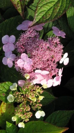 Hortensia (Hydrangea Macrophylla 'Mariesii Perfecta') -Planten Verkoopwinkel 20120225172242 2 2