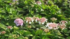 Hortensia (Hydrangea Macrophylla 'Mariesii Perfecta') -Planten Verkoopwinkel 20120225172403 2 2