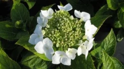 Hortensia (Hydrangea Macrophylla 'Lanarth White') -Planten Verkoopwinkel 20120225172724 4 1