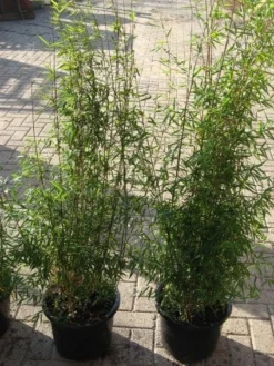 Niet Woekerende Bamboe (Fargesia 'Jiuzhaigou') -Planten Verkoopwinkel 20120226104717 4