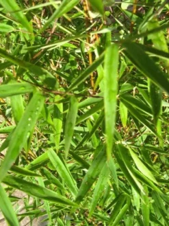 Niet Woekerende Bamboe (Fargesia 'Jiuzhaigou') -Planten Verkoopwinkel 20120226104740 4