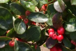 Bergthee / Patrijzenbes (Gaultheria Procumbens) -Planten Verkoopwinkel 20120226104835 2 1