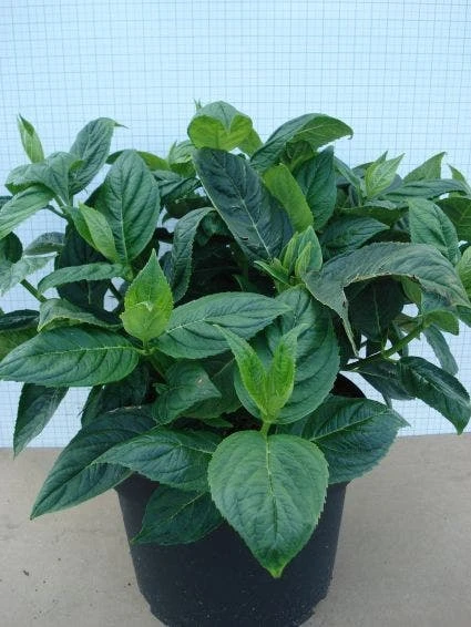 Hortensia (Hydrangea Macrophylla 'Lanarth White') 5 Hortensia (Hydrangea Macrophylla 'Lanarth White') - Afbeelding 5